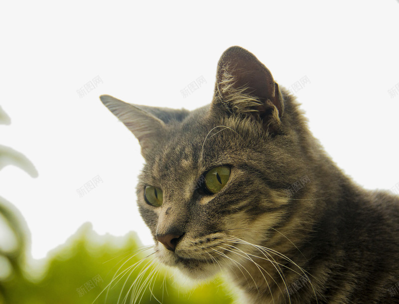 宠物猫咪png免抠素材_88icon https://88icon.com 动物素材 宠物素材 小猫 绿色背景
