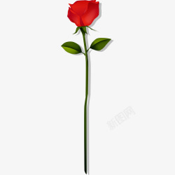一朵红色玫瑰花素材