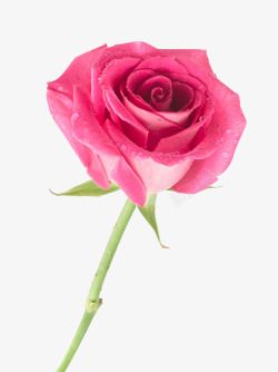 单支玫瑰花单支玫红色玫瑰花情人节清新高清图片