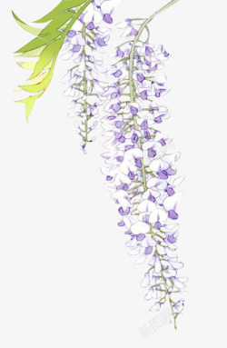 紫色铃兰花手绘插画素材