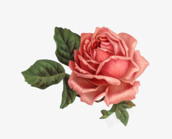 玫瑰系列盛开中的一只玫瑰高清图片