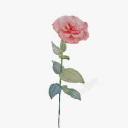 一只玫瑰花水彩画素材