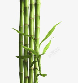 竹子和竹叶素材