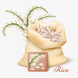 珍珠米稻穗和大米插画矢量图高清图片