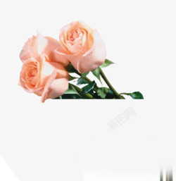 粉白色玫瑰七夕情人节素材