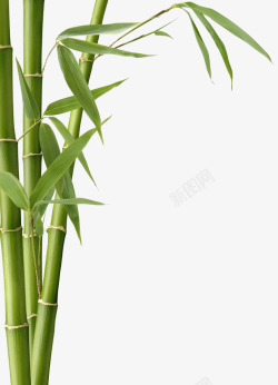 竹子绿色竹子装饰素材