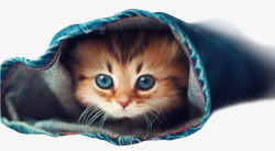蓝色牛仔裤裤管里的小猫咪高清图片