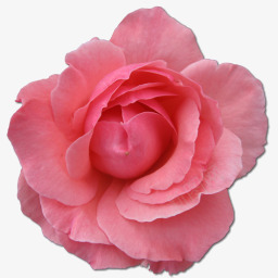 中国情人节野玫瑰粉色2图标图标