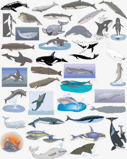 卡通鲸鱼集合矢量图素材