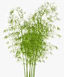 翠绿的竹子素材