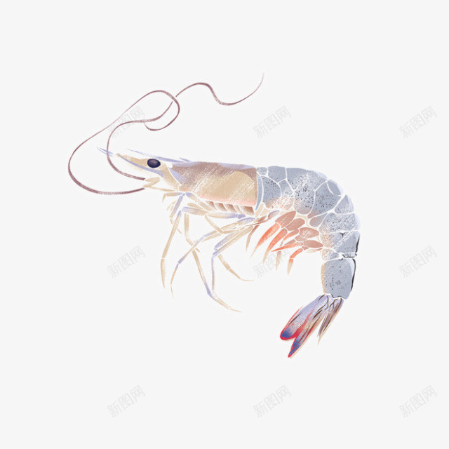 手绘墨水虾png免抠素材_88icon https://88icon.com 免抠 墨 手绘 水虾 素材