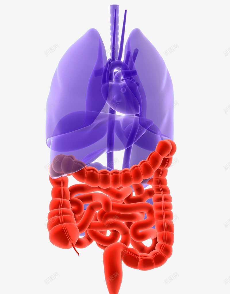 人体内脏医学插画png免抠素材_88icon https://88icon.com 人体内脏医学插画 人体内脏器官 内脏图 医疗 器官 心脏 护理 生物学腹 结肠 肝脏 肠胃 肾脏 身体部位