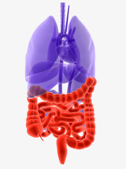结肠人体内脏医学插画高清图片