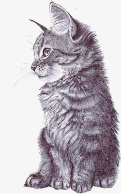 小猫咪插画素描猫咪高清图片