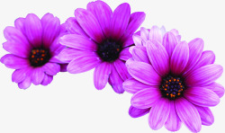 紫色菊花盛放七夕情人节素材