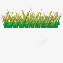 农地种植插画小满节气手绘装饰插图水稻插画高清图片