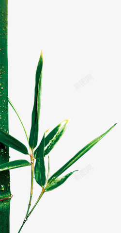 竹子竹叶绿叶绿色淘宝素素材