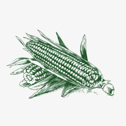 蔬菜线条玉米手绘装饰案矢量图高清图片