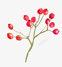 海报印花手绘水彩植物花卉小红果高清图片