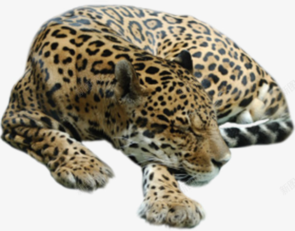 斑点猎豹png免抠素材_88icon https://88icon.com 凶猛动物 森林动物 猎豹头 运动动物 黑色斑点