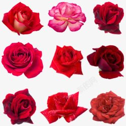 红色玫瑰花鲜花特写素材