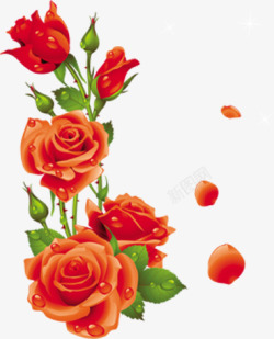 鲜艳的红玫瑰露珠七夕情人节素材