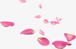 粉色水珠花瓣七夕情人节素材