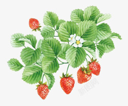 成熟的草莓手绘绿色叶片高清图片