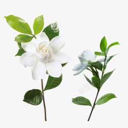 企业形象画册茉莉花白色花朵花卉高清图片