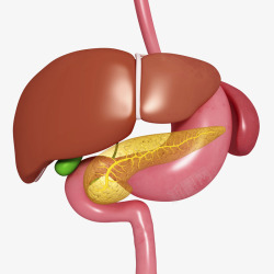 身体肠胃肝脏和肠胃医学插画高清图片