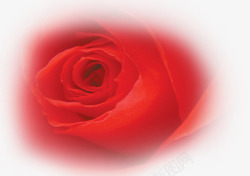 浪漫情人节红色玫瑰素材