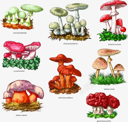 手绘彩色森林蘑菇素材