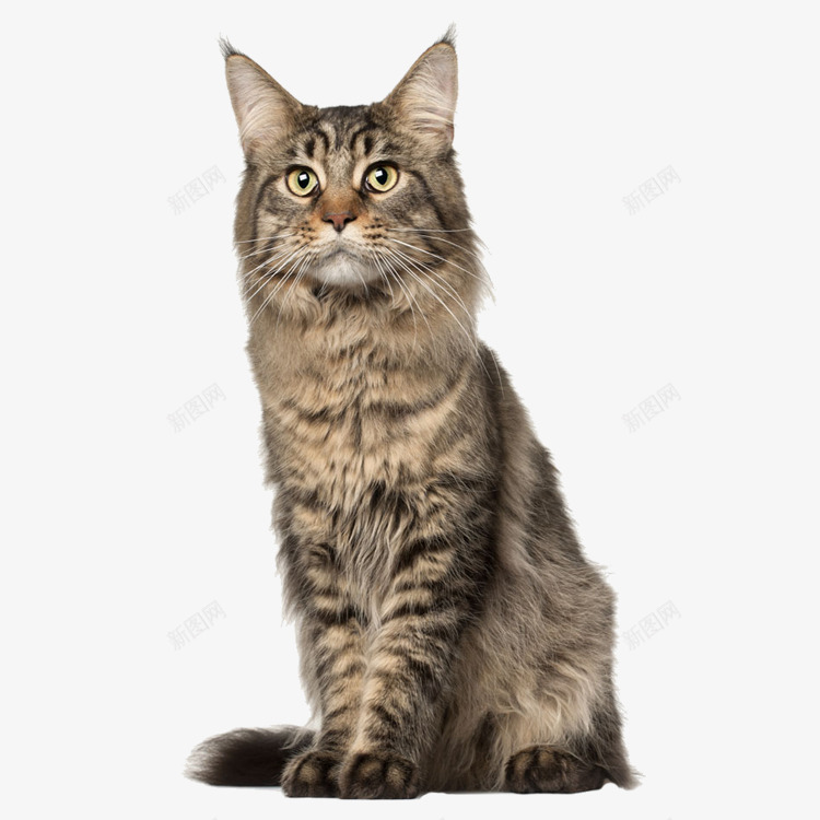 猫咪png免抠素材_88icon https://88icon.com 小猫 小花猫 猫咪