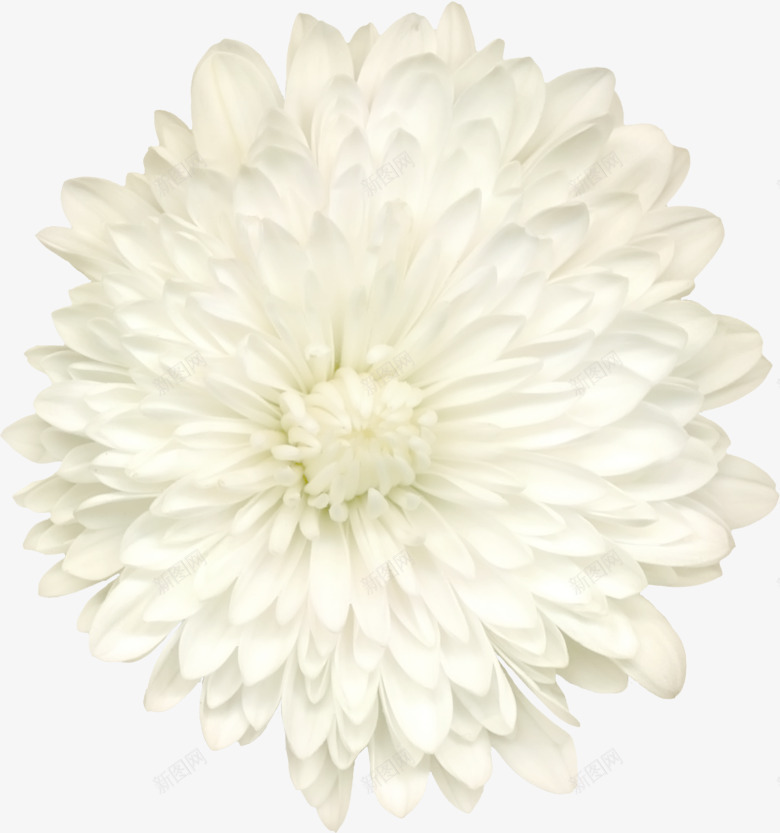 背景鲜花白色花朵png免抠素材_88icon https://88icon.com 卡通鲜花图片 庆典花卉 手绘鲜花 特写 白色花朵 花卉图案 花朵图片 鲜花图片 鲜花素材