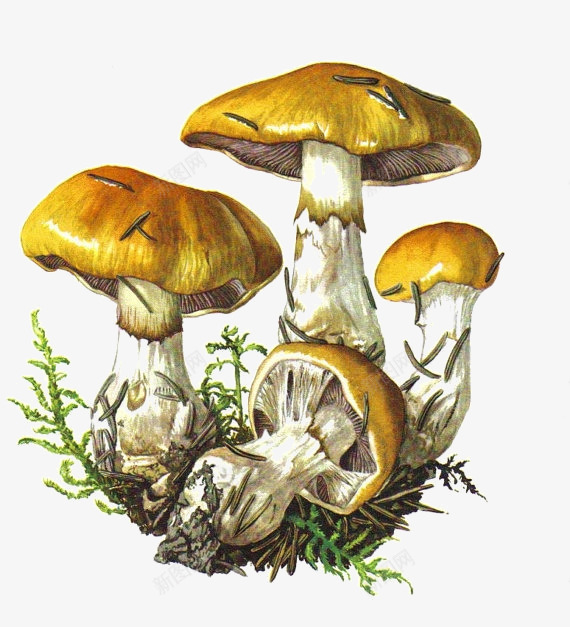 手绘森林蘑菇png免抠素材_88icon https://88icon.com 植物 蘑菇 装饰PNG素材 黄色