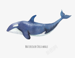 蓝鲸插画素材库鲸鱼插画库高清图片