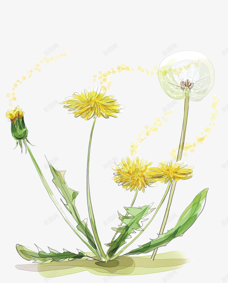 一束花朵png免抠素材_88icon https://88icon.com 叶子 插画 植物 蒲公英 蒲公英图 野花 鲜花