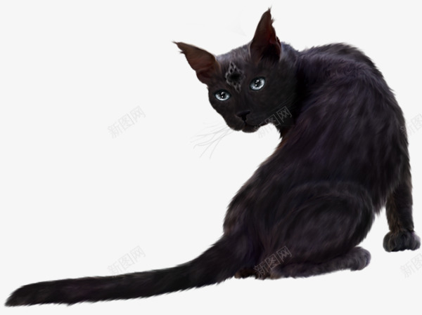 黑猫png免抠素材_88icon https://88icon.com 动物 小猫 猫 猫咪 野猫 黑猫 黑猫背影