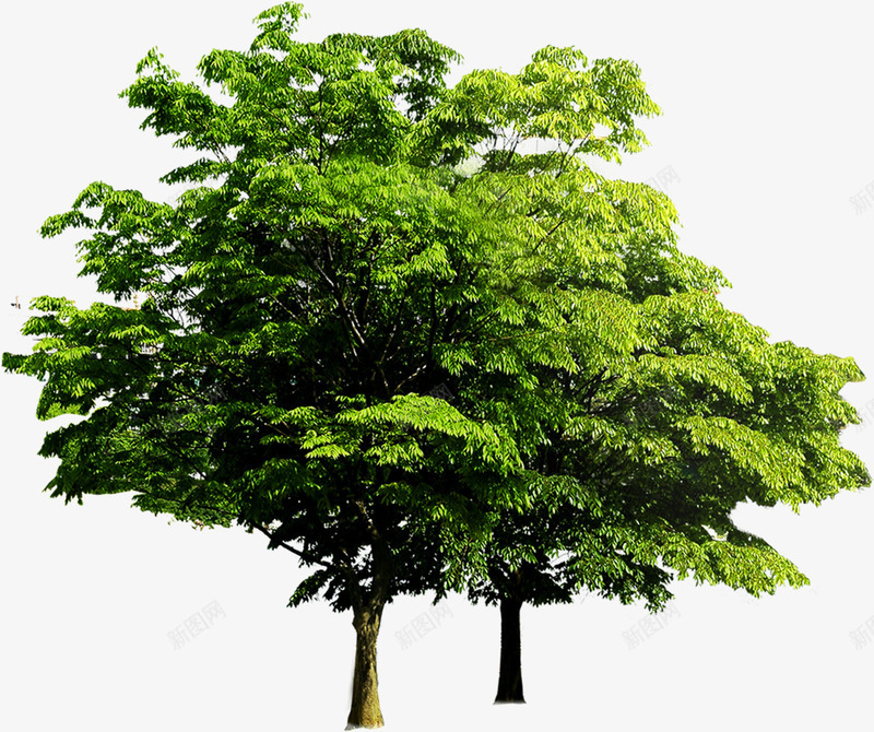 绿树景观植物森林png免抠素材_88icon https://88icon.com 景观 森林 植物 绿树