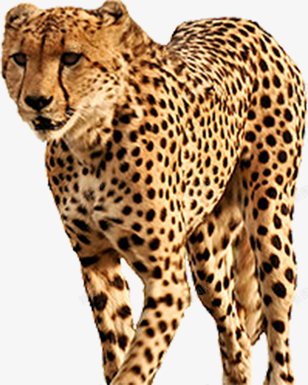 黄色猎豹png免抠素材_88icon https://88icon.com 凶猛动物 森林动物 猎豹头 运动动物 黑色斑点