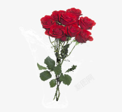 鲜艳的玫瑰红色玫瑰高清图片