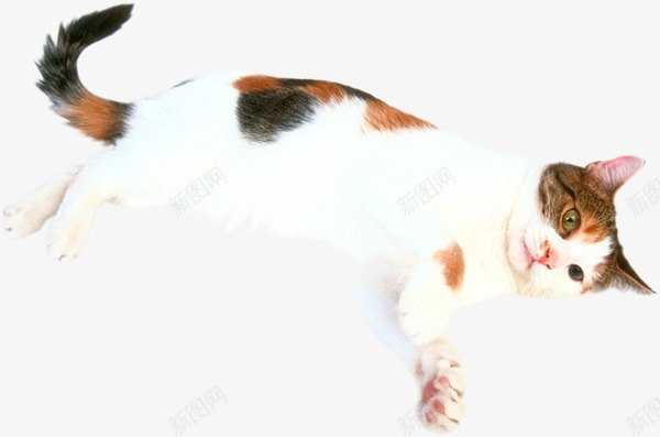 宠物猫png免抠素材_88icon https://88icon.com 呆萌 小猫 小猫咪 懒猫 斑点猫 猫咪