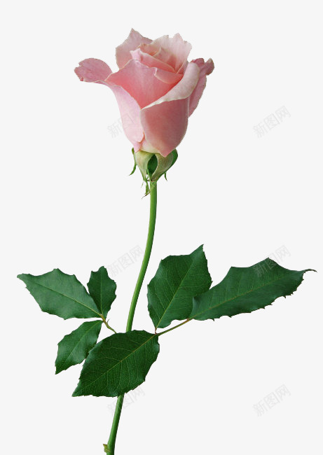 单支玫瑰花粉色png免抠素材_88icon https://88icon.com 免扣 单支 情人节素材 玫瑰花 粉色
