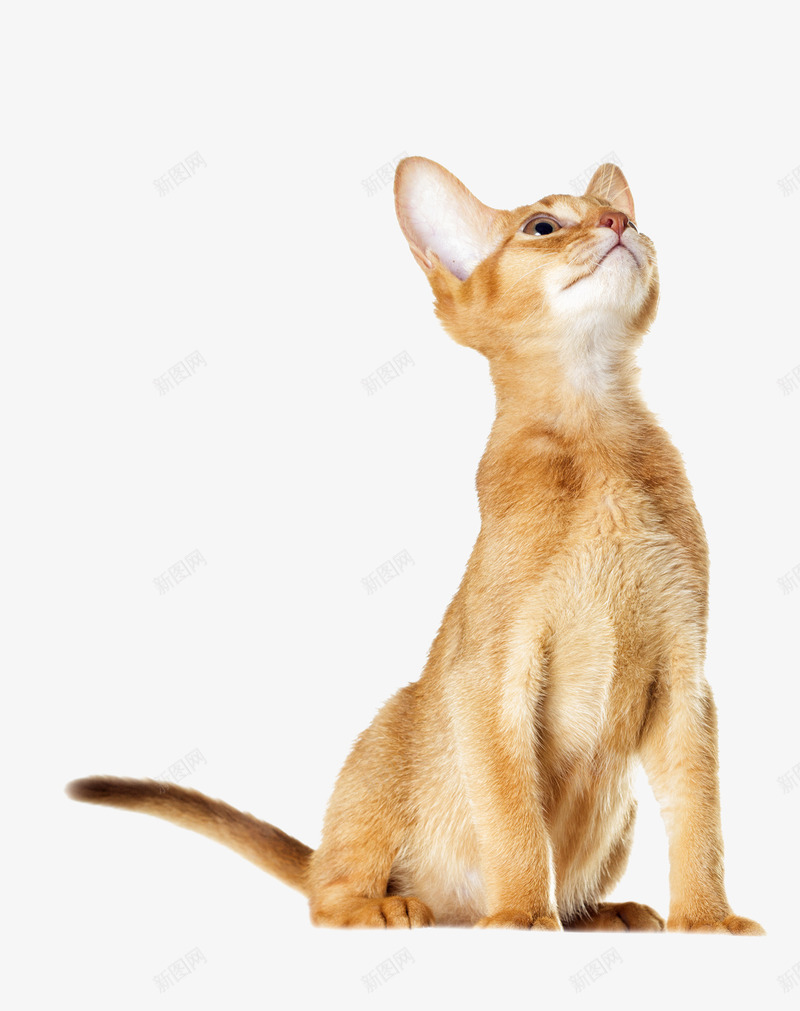 黄色猫咪png免抠素材_88icon https://88icon.com 可爱的小动物 猫 猫眼 猫科动物
