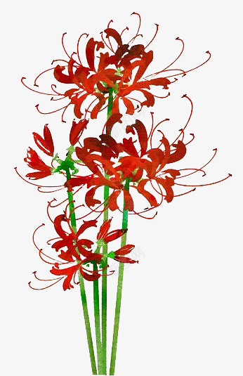 手绘曼珠沙华花png免抠素材_88icon https://88icon.com 古风 地狱花 大红花 引魂之花 彼岸花 手绘 曼珠沙华 死亡之花 水彩 生死之花 石蒜 红彼岸花 红色彼岸花 红花石蒜 花不见叶 黄泉之花 龙爪花