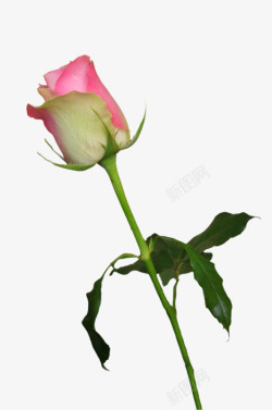 粉红玫瑰情人节素材