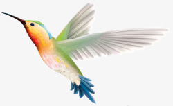 拿厨具的蓝色小鸟手绘飞行的蜂鸟高清图片