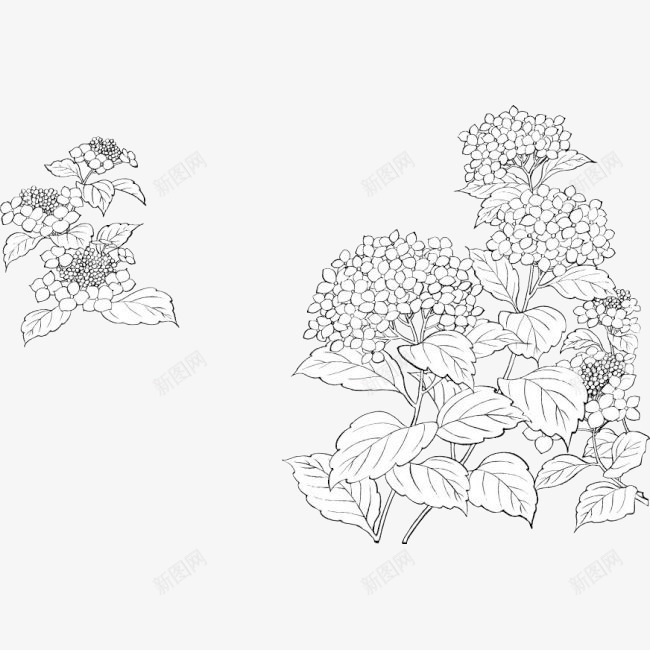 手绘素描丁香花簇插图png免抠素材_88icon https://88icon.com 丁香 丁香花 手绘 手绘丁香 插画 植物 素描 花卉 花朵 花簇