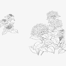 手绘素描丁香花簇插图素材