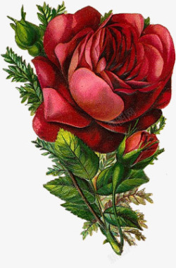 复古花图案精美红玫瑰素材